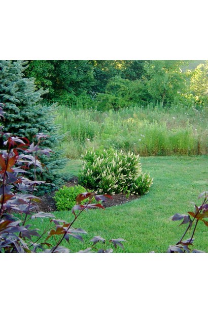 Клетра вільхолиста «Хаммінгберд в ландшафті